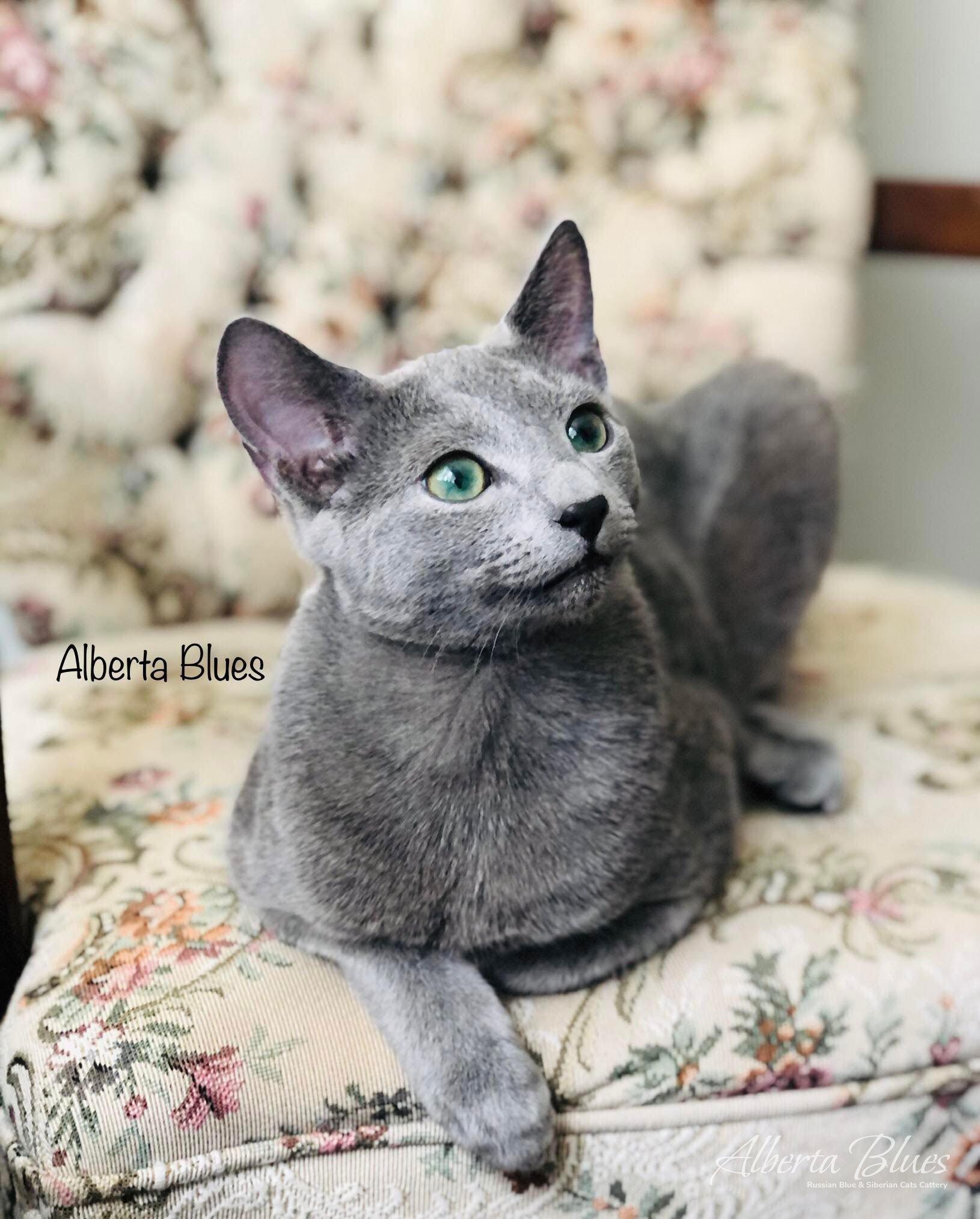 russian blue cats near me